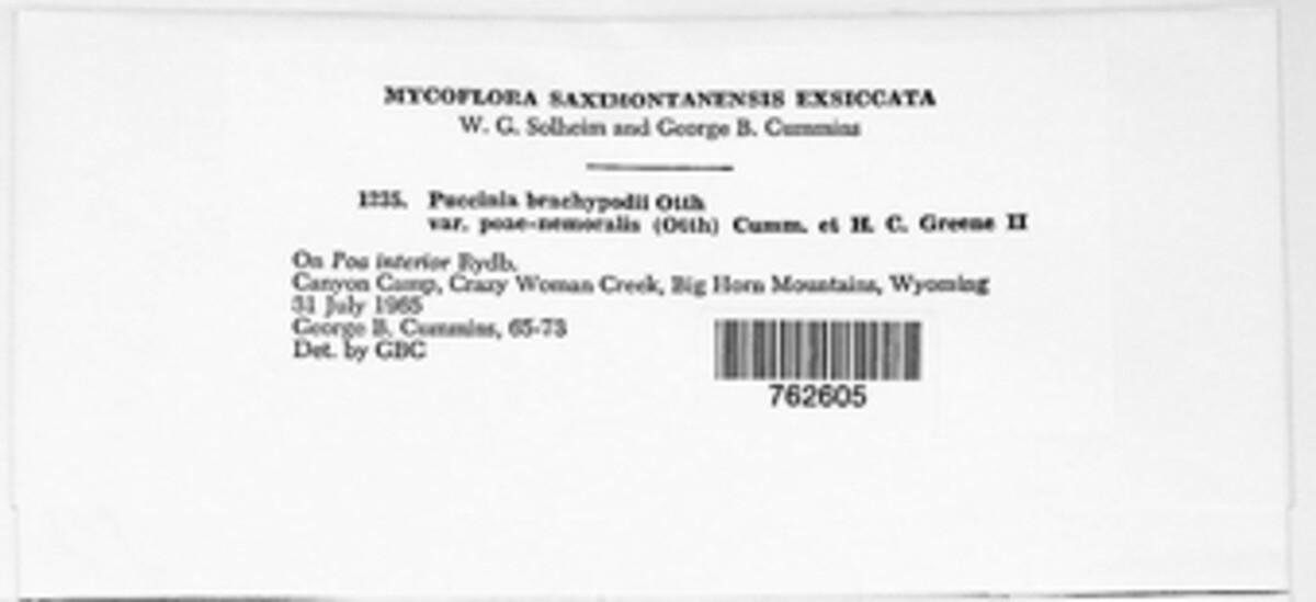 Puccinia brachypodii image